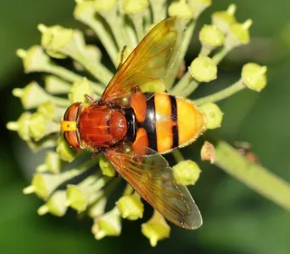 昆虫，盐水蝇，Volucella，Zonaria
