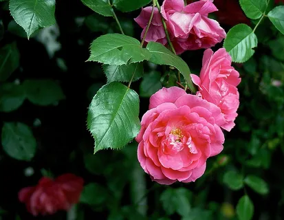 玫瑰,花,玫瑰,大自然,植物群,玫瑰Bladoróżowa 玫瑰,花,玫瑰,大自然,植物群,玫瑰Bladoróżowa