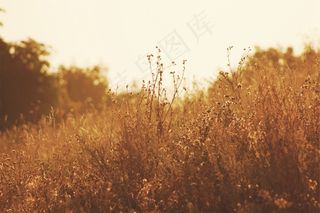 植物，田野，阳光，自然，绿色，夏天