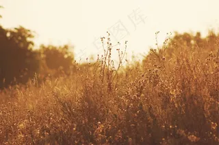 植物，田野，阳光，自然，绿色，夏天