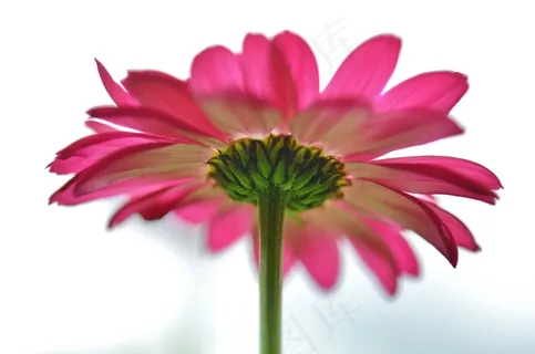 花,粉红色,自然,春天,植物,绿色,叶,红色 花,粉红色,自然,春天,植物,绿色,叶,红色