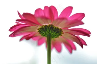 花，粉红色，自然，春天，植物，绿色，叶，红色