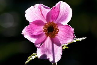 银莲花，日本银莲花，毛an科，嫩，粉红色