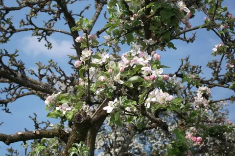 开花,苹果树,盛开,苹果花,奇妙 开花,苹果树,盛开,苹果花,奇妙