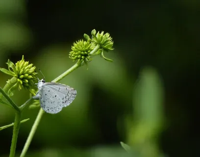 蝴蝶,蛾,昆虫,花,植物,花序 蝴蝶,蛾,昆虫,花,植物,花序