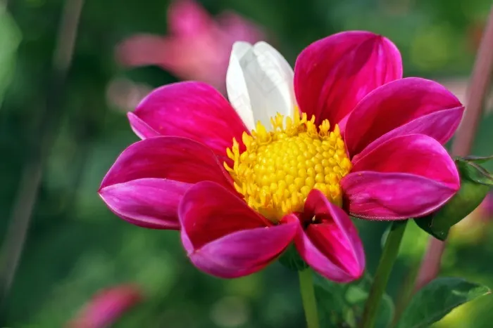 大丽花，大丽花，地热，植物，复合材料