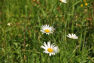 开花，白，花，紫色，植物，草地