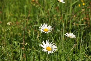 开花，白，花，紫色，植物，草地
