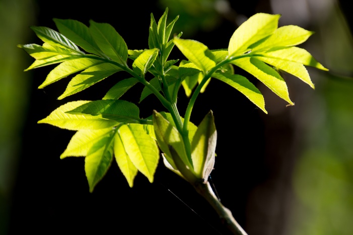 科，绿色，叶子，灰，皮影戏，性质，关闭