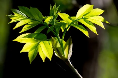 科,绿色,叶子,灰,皮影戏,性质,关闭 科,绿色,叶子,灰,皮影戏,性质,关闭