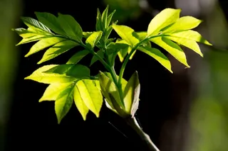 科，绿色，叶子，灰，皮影戏，性质，关闭