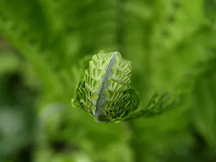 蕨类,绿色,植物,春天 蕨类,绿色,植物,春天