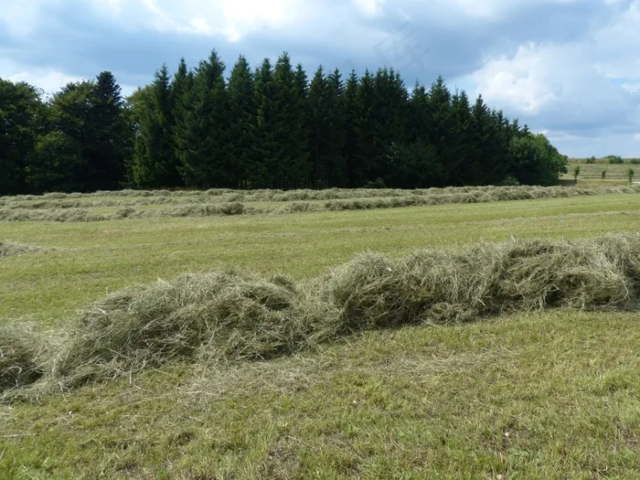 蒸汽，草耙，草，草地，绿色，性质，沼泽