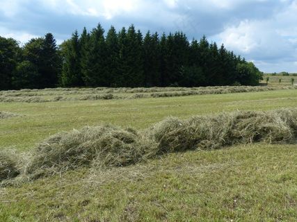 蒸汽，草耙，草，草地，绿色，性质，沼泽