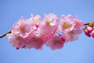 日本樱花树，花