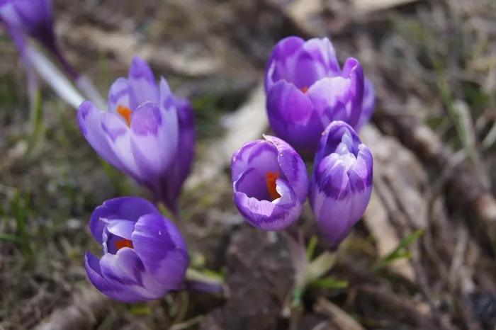 番红花，花，紫色