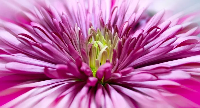 菊花，关闭，开花，粉红色，花