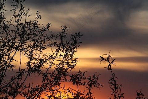 春天，盛开，自然，叶子，自然，生活的本质