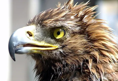 阿德勒，猛禽，肖像，关闭，头