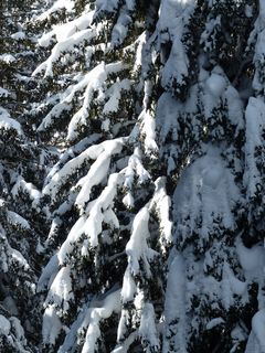 冷杉，冷杉，树木，雪域，冬天，雪，寒冬