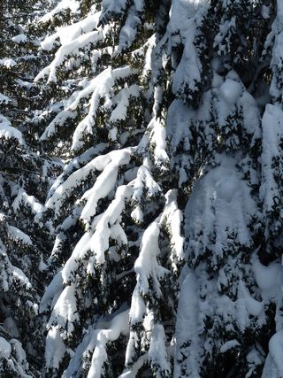 冷杉，冷杉，树木，雪域，冬天，雪，寒冬