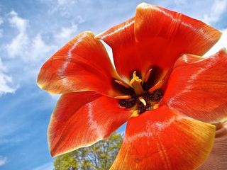 郁金香，红色，云，天蓝色，雌蕊