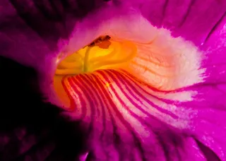 开花，花，紫色粉红色，关闭