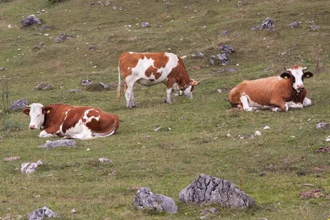 牛肉，准林德，小牛，嚼过的鳕鱼，关注事项，Alm，贝尔