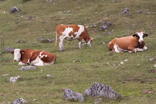 牛肉，准林德，小牛，嚼过的鳕鱼，关注事项，Alm，贝尔