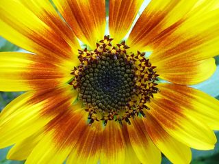 复合材料，太阳花，种子，向日葵，关闭