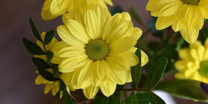 树雏菊，花，桔梗，黄色花