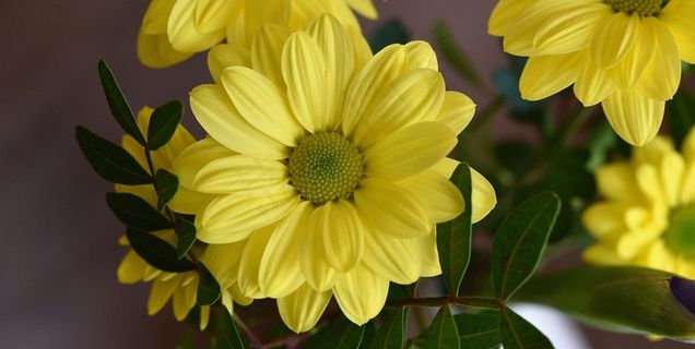 树雏菊,花,桔梗,黄色花 树雏菊,花,桔梗,黄色花