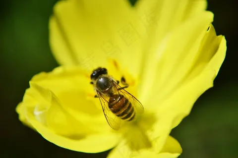 蜜蜂,Anthophila,蜂蜜,蜜蜂,活跃,忙,快速 蜜蜂,Anthophila,蜂蜜,蜜蜂,活跃,忙,快速