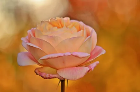 玫瑰,开花,花,玫瑰绽放,美丽 玫瑰,开花,花,玫瑰绽放,美丽