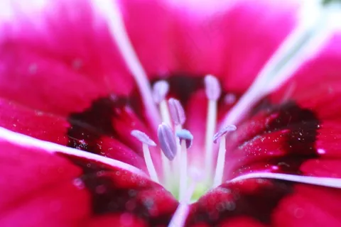 花,开花,紫色,红色,春天,宏 花,开花,紫色,红色,春天,宏