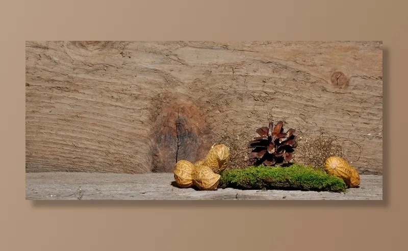 Tannenzapfen，圣诞节，水龙头，松果，青苔，花生