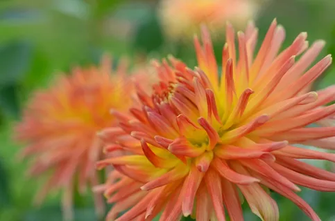 大丽花,花园,橙色,花,开花,盛开 大丽花,花园,橙色,花,开花,盛开