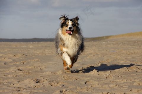 狗,澳大利亚牧羊犬,海滩,宠物,蓝梅尔 狗,澳大利亚牧羊犬,海滩,宠物,蓝梅尔