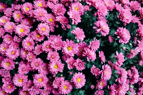 鲜花,紫色,植物区系,纹理,性质,花的,春天 鲜花,紫色,植物区系,纹理,性质,花的,春天