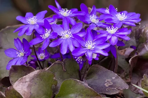 紫色成本,花林花,花园 紫色成本,花林花,花园