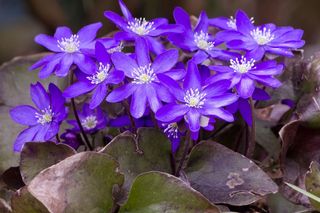 紫色成本，花林花，花园