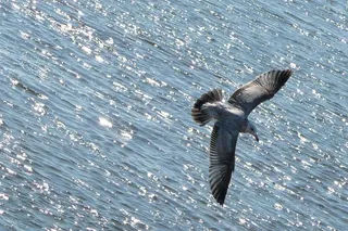 飞行，海鸥，鸟，动物，水，海洋