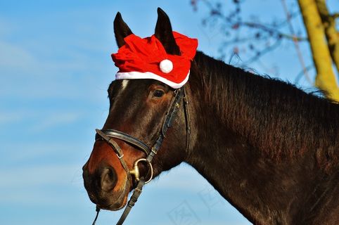 马，圣诞节，圣诞老人的帽子，可笑，笑，动物，骑