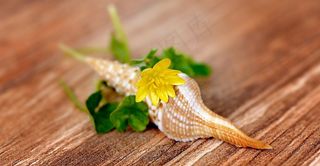 白屈菜，花，开花，黄色，薄壳，空