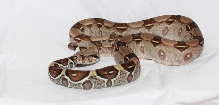 帝王蛇，红尾蟒，蟒蛇，蛇