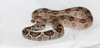 帝王蛇，红尾蟒，蟒蛇，蛇