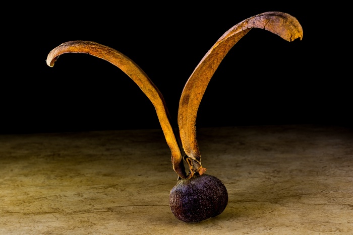 种子，发芽，柚木种子，种子球，机翼