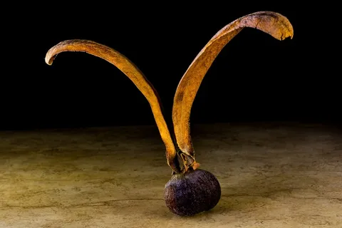 种子，发芽，柚木种子，种子球，机翼