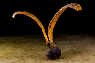 种子，发芽，柚木种子，种子球，机翼