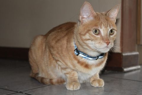 猫，动物，姜，宠物，猫的，猫的眼睛，猫的鼻子